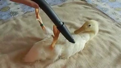 Guy Vacuums His Pet Duck