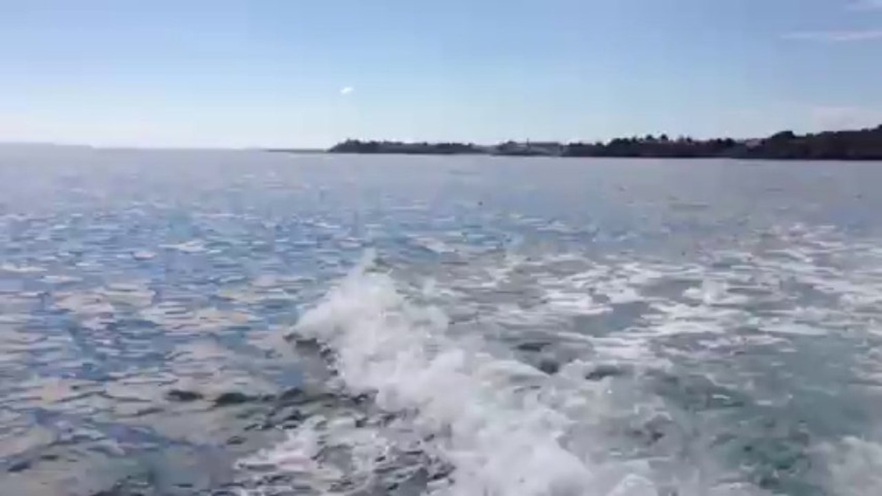 Dauphins au large de Saint Quay Portrieux