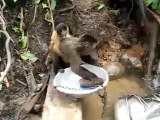 Un singe qui fait la vaisselle