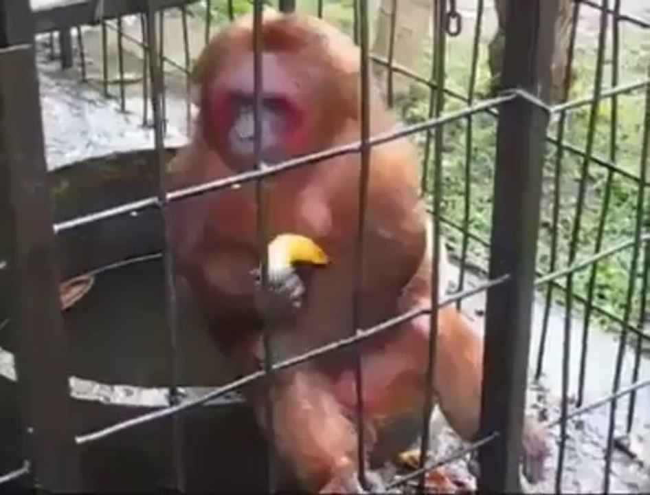 Ce singe mange des bananes très vite