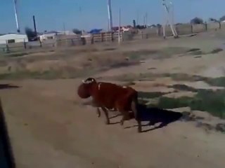 Vache débile avec un seau sur la tête