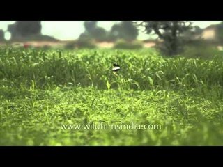 The Florican Male leaps for attention