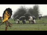 Shepherds with umbrellas to protect themselves from rain