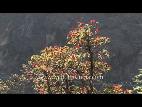 Late flowering Rhododendron arboreum flowers in Garhwal