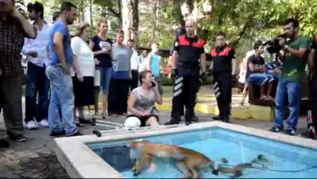 Telef olan köpeğinin başında sinir krizi geçirdi