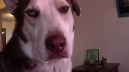 Red Nosed Rydik my Red Siberian Husky "Chillin"