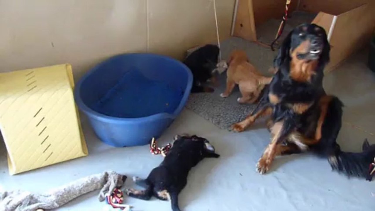 jarpa-jeux-chiots