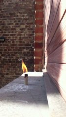 Petard Multifonction