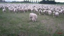 Sheep Protest! FREAKING HILARIOUS!!