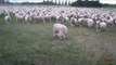 Un troupeau de moutons réagit à un discours... HILARANT!!!