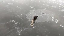 Vive le règne animal.. Un furet essaye de voler un brochet pêché sous la glace!!