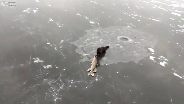 Vive le règne animal.. Un furet essaye de voler un brochet pêché sous la glace!!