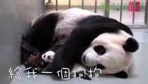 Giant Panda Giving a Hug to her Baby!!