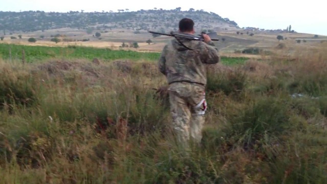 Asi bıldırcın avında