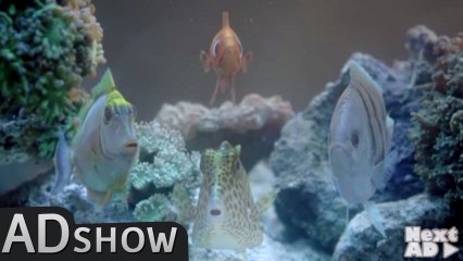 Mamma mia: crazy cover in a pet shop