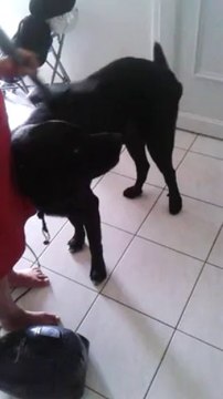 mon chien kiff quand mme passe l aspirateur