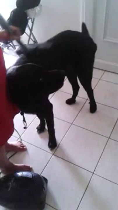 mon chien kiff quand mme passe l aspirateur