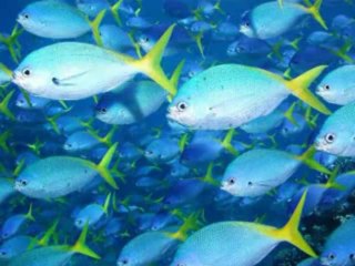 KID'S EDUCATION  ......  A,B,C Learning  (  7  )    by  Aslam Nasir