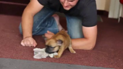 impresario, 7 semaines (intérieur)