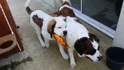 Gloo-Gloo et Danka jouent