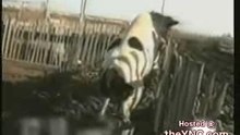 Cow Lover