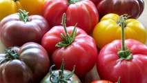 The Snob's Dictionary - Food Snob: A Primer on Heirloom Tomatoes