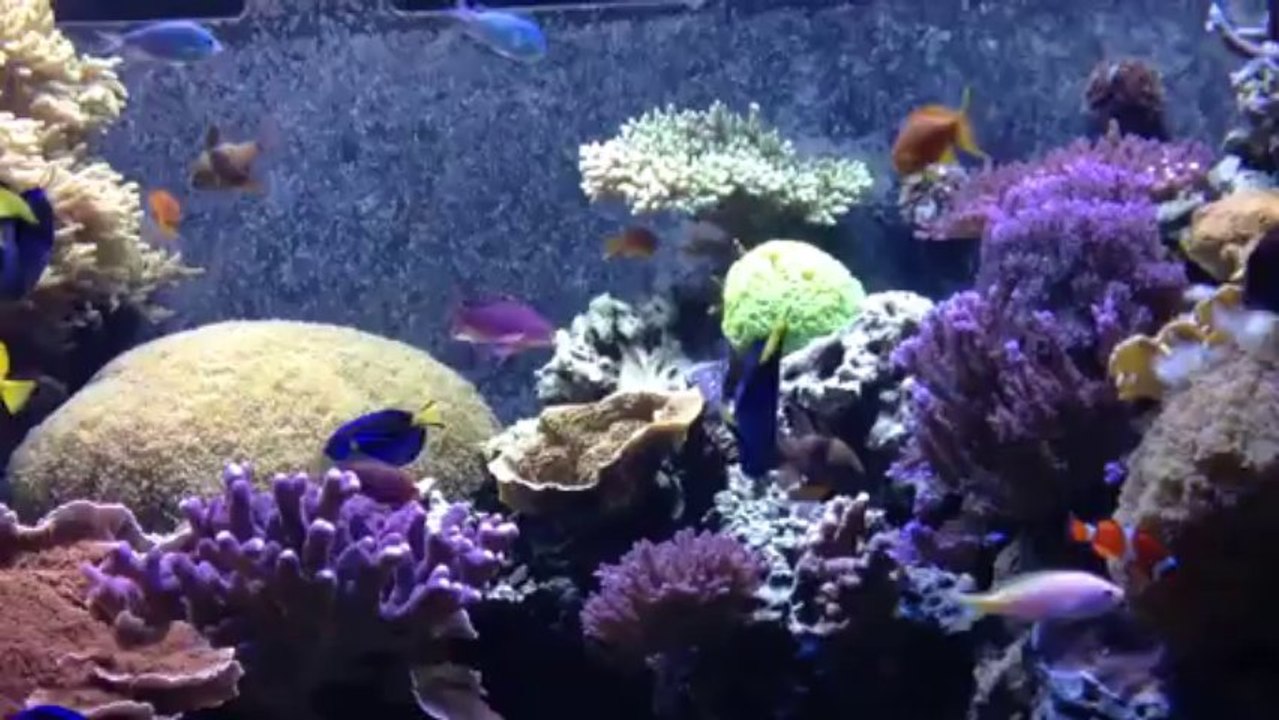 Acuario
