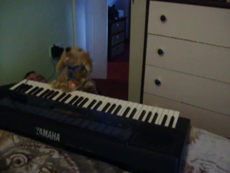 bob the dog 1