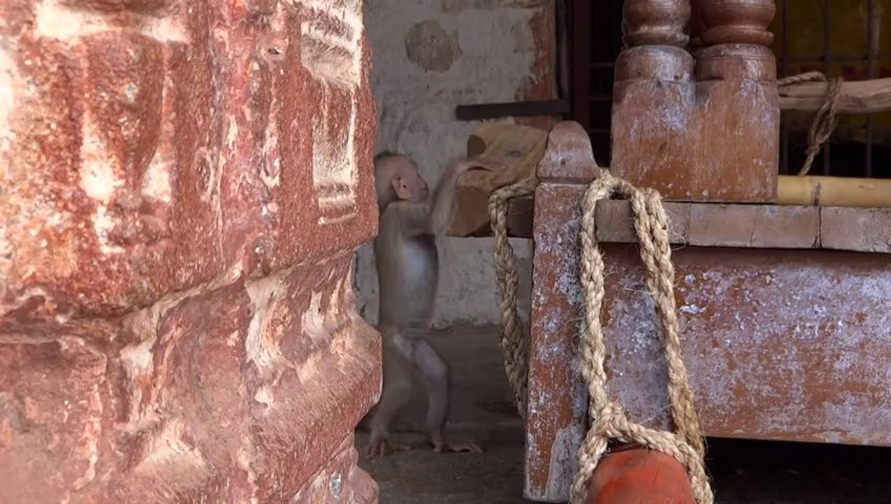 Hampi - bébé singe suite