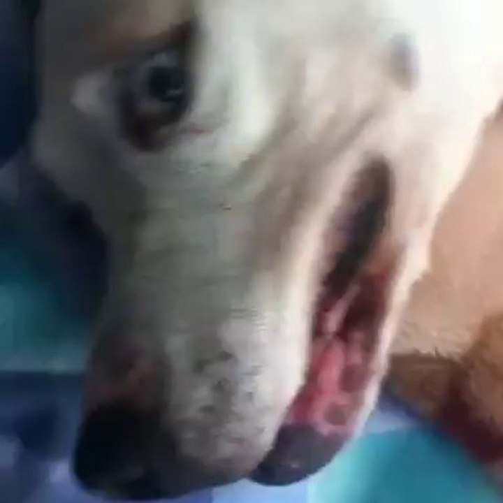 My dog