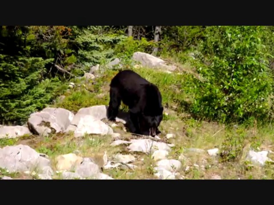 Ours brun au lac Maligne