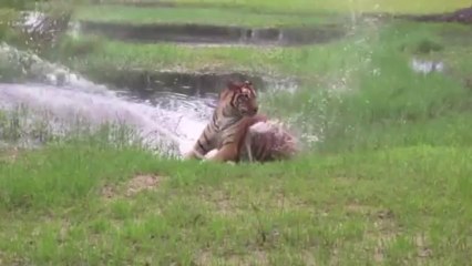 Download Video: Flavio the oldest Tiger playing with a fountain!!! Funny big cat!!