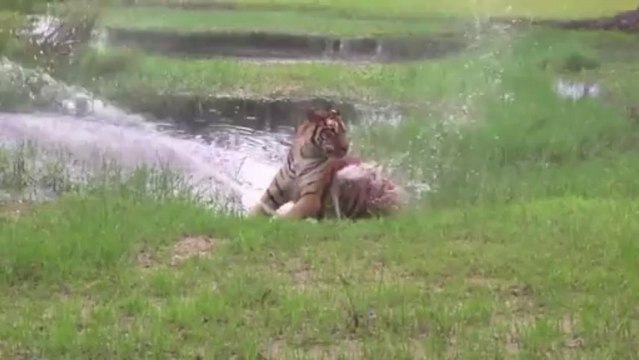Flavio le tigre joue avec une fontaine d'eau!!! Trop marrant le gros chat...