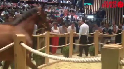 Les ventes de Yearlings - Établissement Élie de Brignac