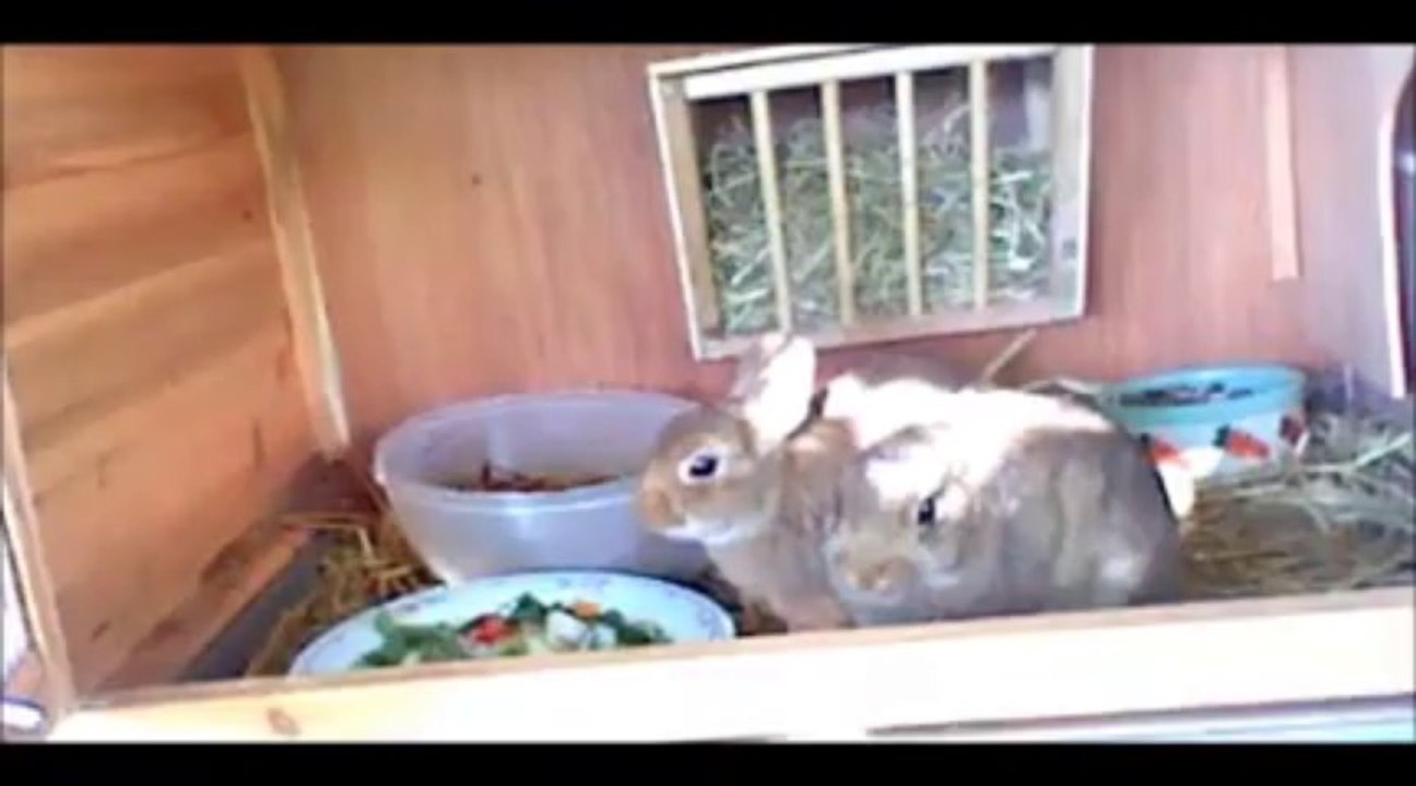 Regal Royal 4 mois Happy & Caramel.