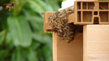 Frelons asiatiques sur une ruche 1