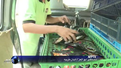 القاهرة تستعيد بعضا من روتينها