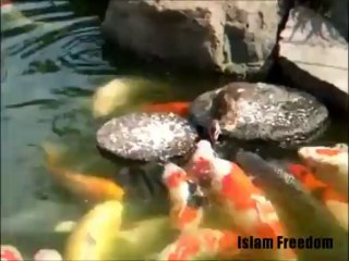 www.vustudents.ning.com - Bird feeding the fish