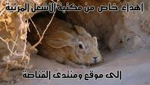 Rabbit