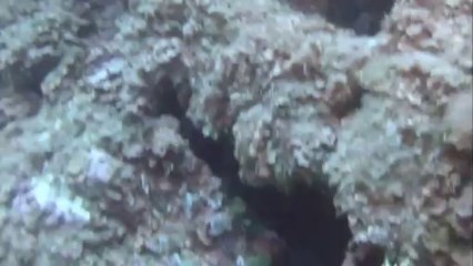 L'Ile aux mouettes - Aout 2013