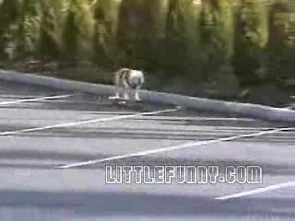 skate dog