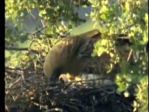 Mile Kitic & Juzni Vetar - Moj Sokole (Official Video) HD