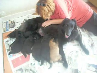 18 août 2013 : chiots Etna, 18 jours