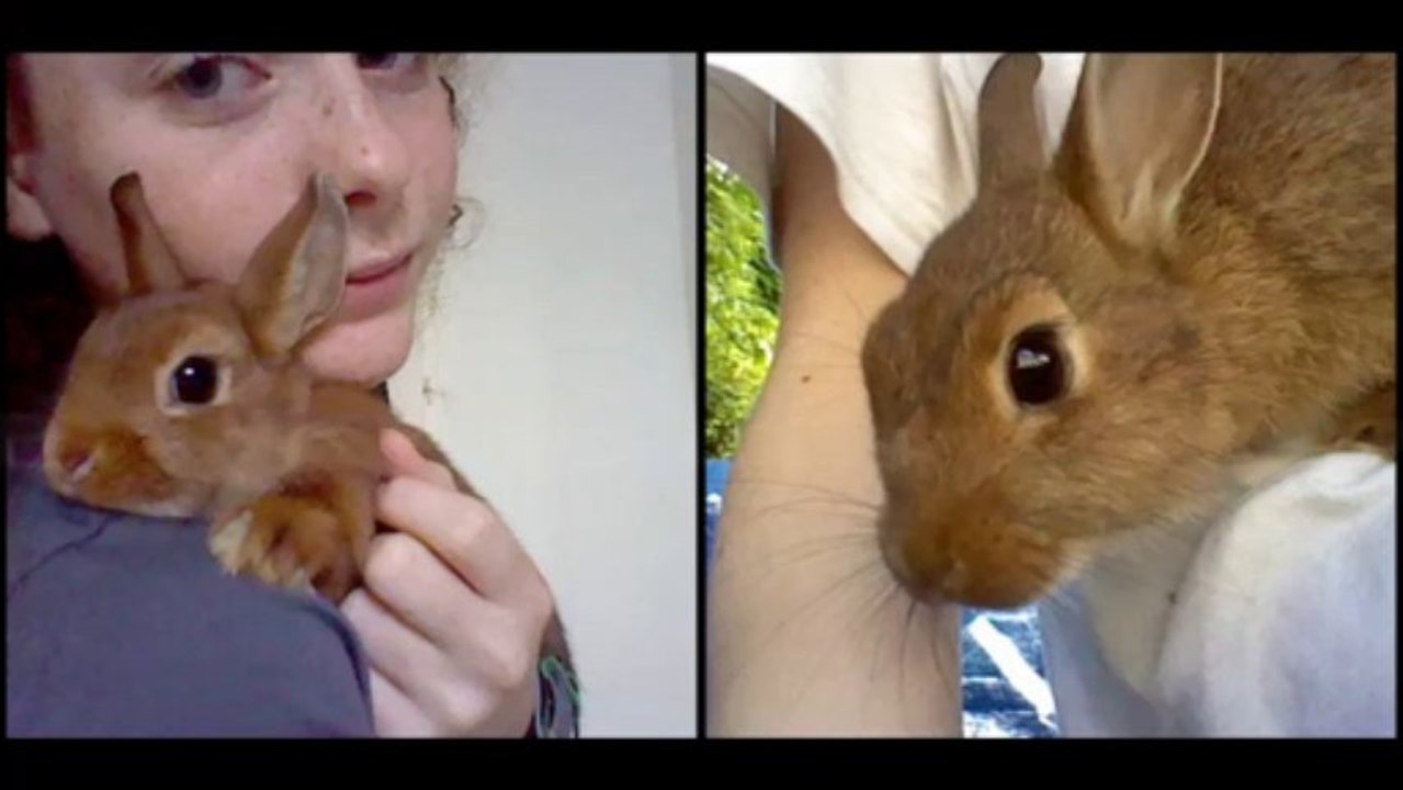 Cohabitation entre lapins, mâle/femelle