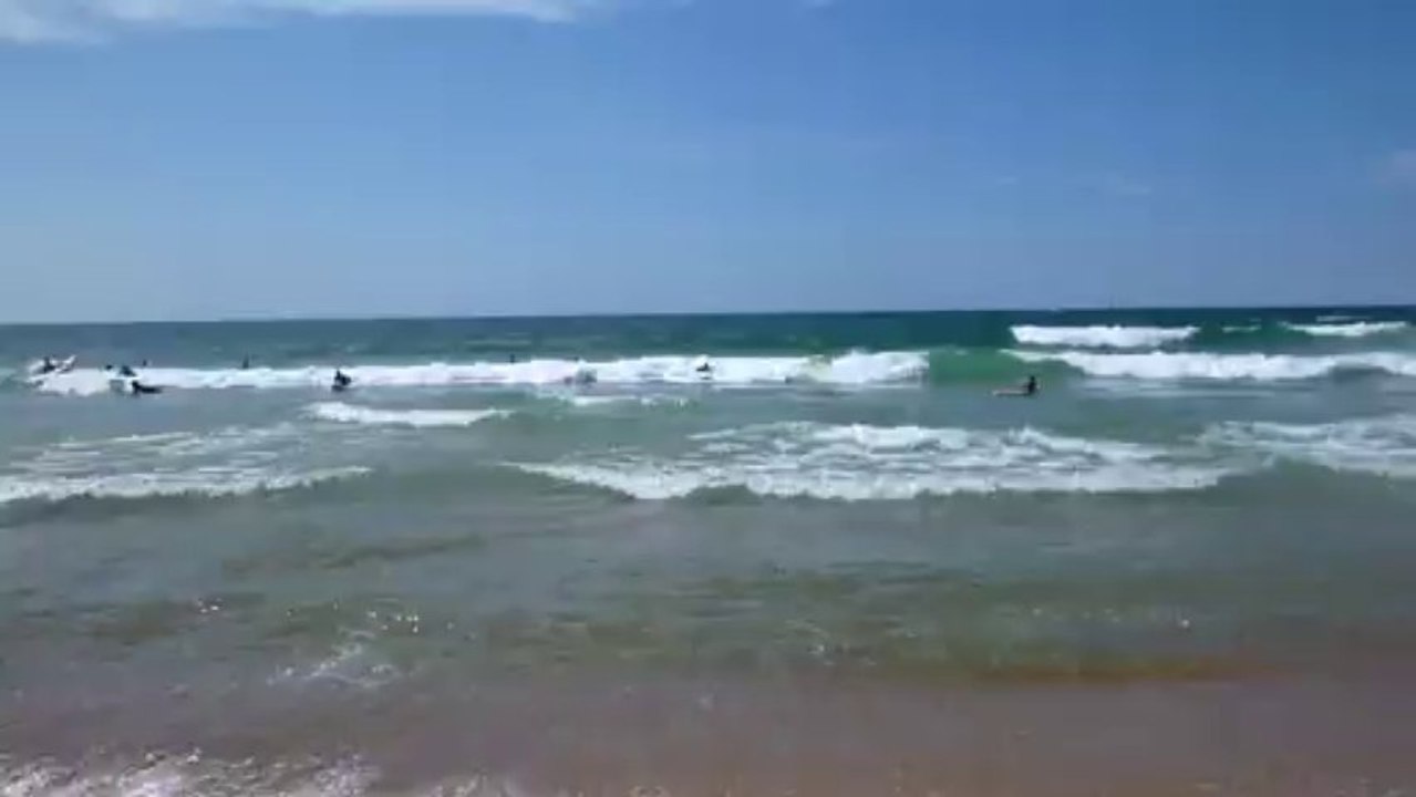 Surf