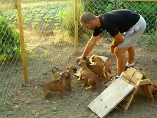 47 days old Boxer puppies in training - extended version