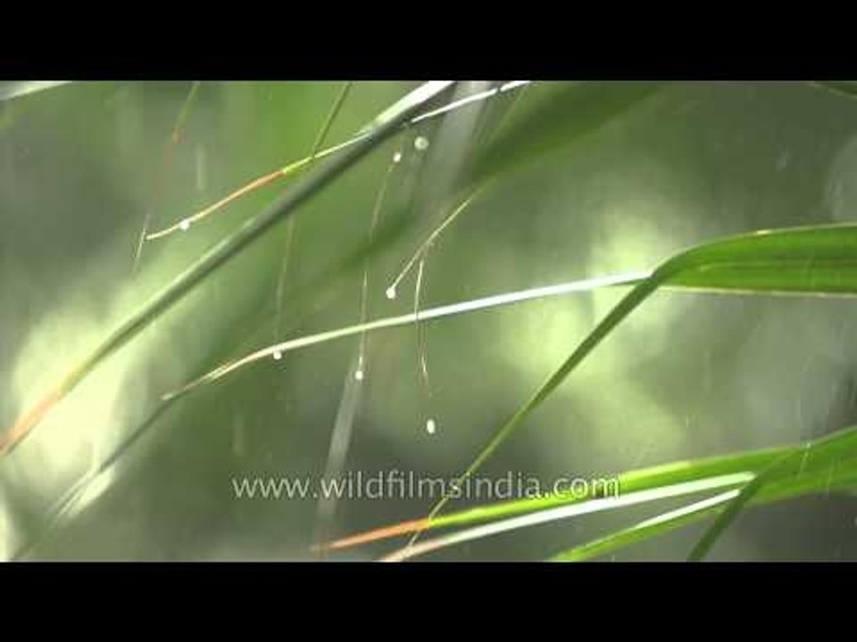 Monsoon pitter patter on leaves