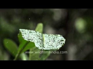 Drops of Monsoon on leaves- Slow motion capture