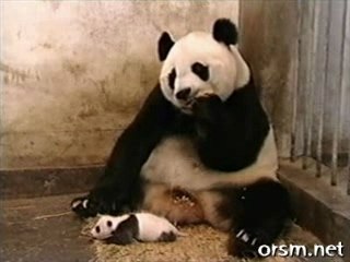 Maman Panda et Bébé Panda