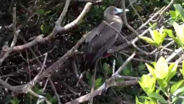 Distinct Species - Red Footed Booby at Nature Galapagos & Ecuador
